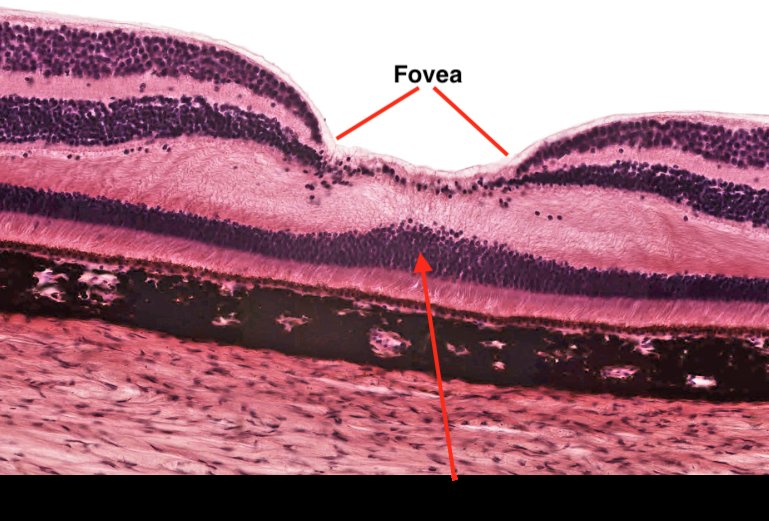 Sezione trasversale microscopica di tessuto retinico che mostra gli strati cellulari, con la fovea indicata dalle frecce rosse al centro.