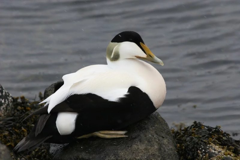 Un maschio di edredone comune, dal piumaggio bianco e nero, riposa su uno scoglio vicino all’acqua.